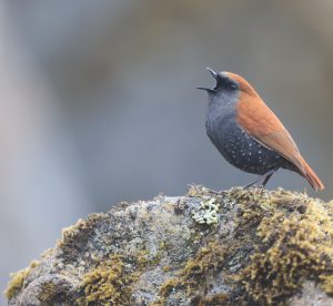 Gould's Shortwing, 栗背短翅鸫, Heteroxenicus stellatus-gallery-