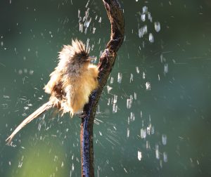 Rusty-fronted Barwing, 锈额斑翅鹛, Actinodura egertoni-gallery-