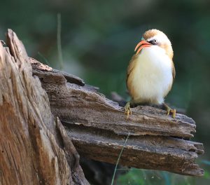 Red-billed Scimitar Babbler, 棕头钩嘴鹛, Pomatorhinus ochraceiceps-gallery-