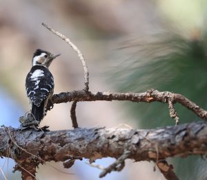 Grey-capped Pygmy Woodpecker, 星头啄木鸟, Yungipicus canicapillus-gallery-