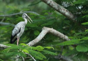 Asian Openbill, 钳嘴鹳, Anastomus oscitans-gallery-