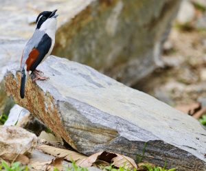 Blyth's Shrike-Babbler, 红翅䴗鹛, Pteruthius aeralatus-gallery-