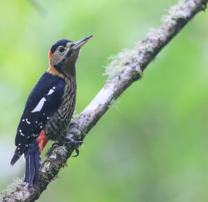 Darjeeling Woodpecker, 黄颈啄木鸟, Dendrocopos darjellensis-gallery-