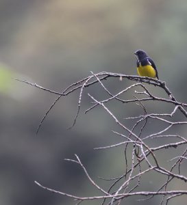 Yellow-breasted Flowerpecker, 黄喉锯齿啄花鸟, Prionochilus maculatus-gallery-