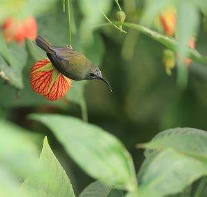 Black-throated Sunbird, 黑胸太阳鸟, Aethopyga saturata-gallery-