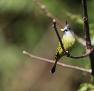 Crested Finchbill, 凤头雀嘴鹎, Spizixos canifrons-gallery-