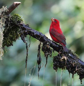 Scarlet Finch, 血雀, Carpodacus sipahi-gallery-