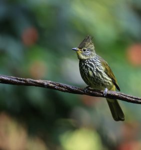 Striated Bulbul, 纵纹绿鹎, Pycnonotus striatus-gallery-