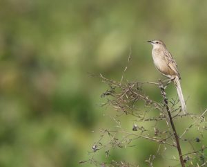 Striated Grassbird, 沼泽大尾莺, Megalurus palustris-gallery-