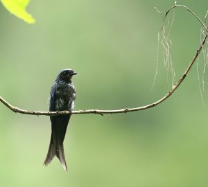 Crow-billed Drongo, 鸦嘴卷尾, Dicrurus annectens-gallery-