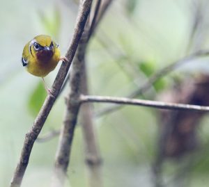 Black-eared Shrike-Babbler, 栗喉䴗鹛, Pteruthius melanotis-gallery-