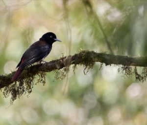 Maroon Oriole, 朱鹂, Oriolus traillii-gallery-