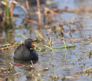 Common Moorhen, 黑水鸡, Gallinula chloropus-gallery-