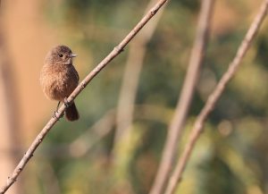 Pied Bush Chat, 白斑黑石䳭, Saxicola caprata-gallery-