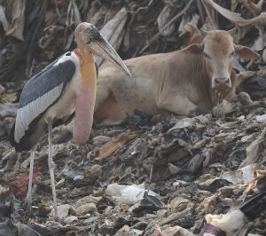 Greater Adjutant, 大秃鹳, Leptoptilos dubius-gallery-