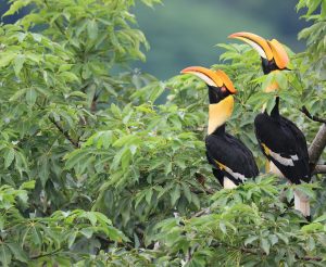 Great Hornbill, 双角犀鸟, Buceros bicornis-gallery-