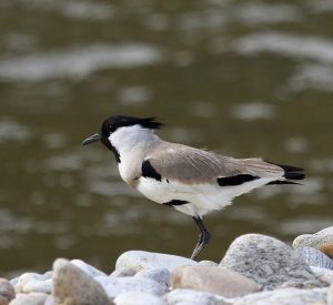 River Lapwing, 距翅麦鸡, Vanellus duvaucelii-gallery-