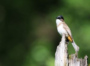 Brown-breasted Bulbul, 黄臀鹎, Pycnonotus xanthorrhous-gallery-