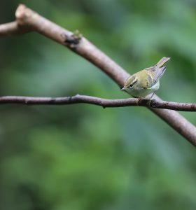 Chinese Leaf Warbler, 云南柳莺, Phylloscopus yunnanensis-gallery-