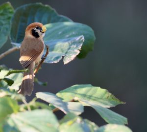 Spot-breasted Parrotbill, 点胸鸦雀, Paradoxornis guttaticollis-gallery-