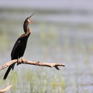 Oriental Darter, 黑腹蛇鹈, Anhinga melanogaster-gallery-