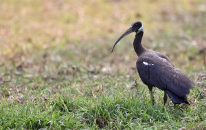 White-shouldered Ibis, 白肩黑鹮, Pseudibis davisoni-gallery-