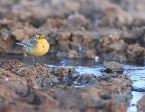 Citrine Wagtail, 黄头鹡鸰, Motacilla citreola-gallery-