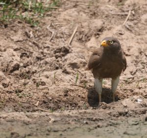 Rufous-winged Buzzard, 棕翅鵟鹰, Butastur liventer-gallery-