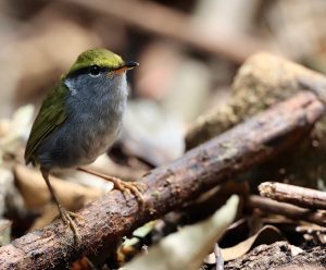 Grey-bellied Tesia, 灰腹地莺, Tesia cyaniventer-gallery-