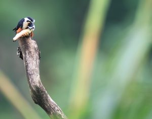 Collared Falconet, 红腿小隼, Microhierax caerulescens-gallery-