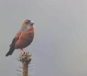 Golden-naped Finch, 金枕黑雀, Pyrrhoplectes epauletta-gallery-