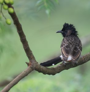 Red-vented Bulbul, 黑喉红臀鹎, Pycnonotus cafer-gallery-