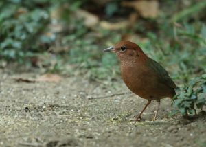 Rusty-naped Pitta, 栗头八色鸫, Hydrornis oatesi-gallery-