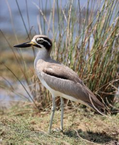 Great Stone Curlew, 大石鸻, Esacus recurvirostris-gallery-