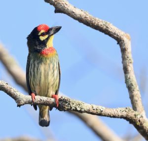 Coppersmith Barbet, 彩鹳, Mycteria leucocephala-gallery-