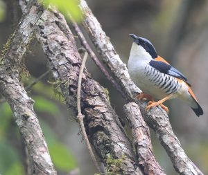 Himalayan Cutia, 班胁姬鹛, Cutia nipalensis-gallery-