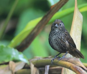 Cachar Wedge-billed Babbler, 楔嘴鹩鹛, Stachyris roberti-gallery-