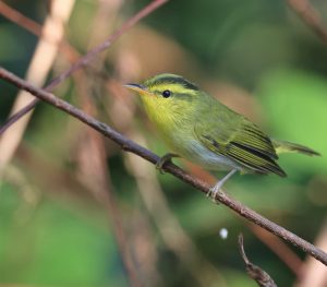 Yellow-vented Warbler, 黄胸柳莺, Phylloscopus cantator-gallery-