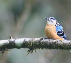 Beautiful Nuthatch, 丽䴓, Sitta formosa-gallery-