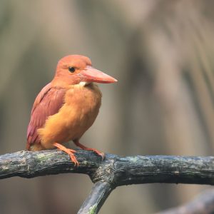 Ruddy Kingfisher, 赤翡翠, Halcyon coromanda-gallery-