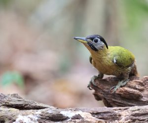 Laced Woodpecker, 花腹绿啄木鸟, Picus vittatus-gallery-