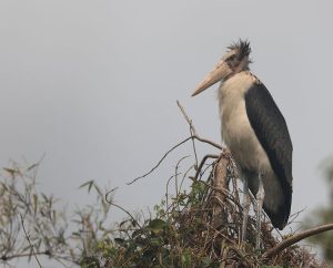 Lesser Adjutant, 秃鹳, Leptoptilos javanicus-gallery-