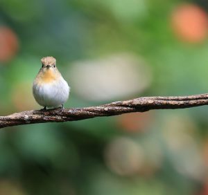 Sapphire Flycatcher, 玉头姬鹟, Ficedula sapphira-gallery-