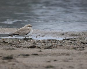 Small Pratincole, 灰燕鸻, Glareola lactea-gallery-