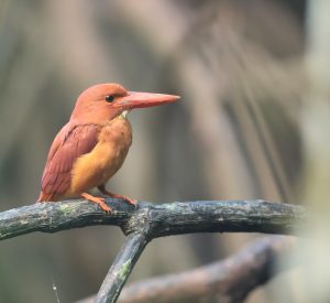 Ruddy Kingfisher, 赤翡翠, Halcyon coromanda-gallery-