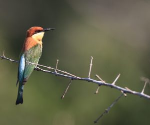 Chestnut-headed Bee-eater, 栗头蜂虎, Merops leschenaulti-gallery-