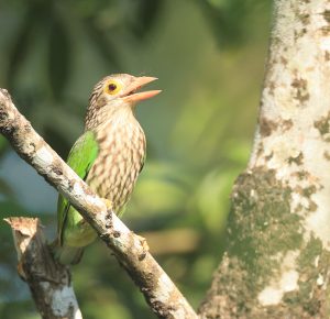 Lineated Barbet, 斑头绿拟啄木鸟, Psilopogon lineatus-gallery-