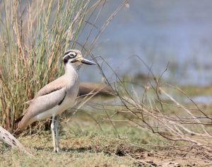 Great Stone Curlew, 大石鸻, Esacus recurvirostris-gallery-