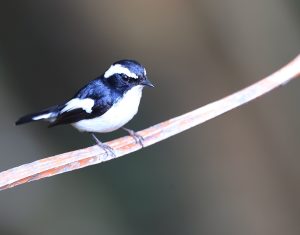 Little Pied Flycatcher, 小斑姬鹟, Ficedula westermanni-gallery-