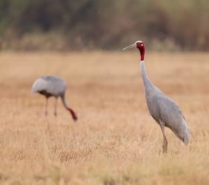 Sarus Crane, 赤颈鹤, Antigone antigone-gallery-